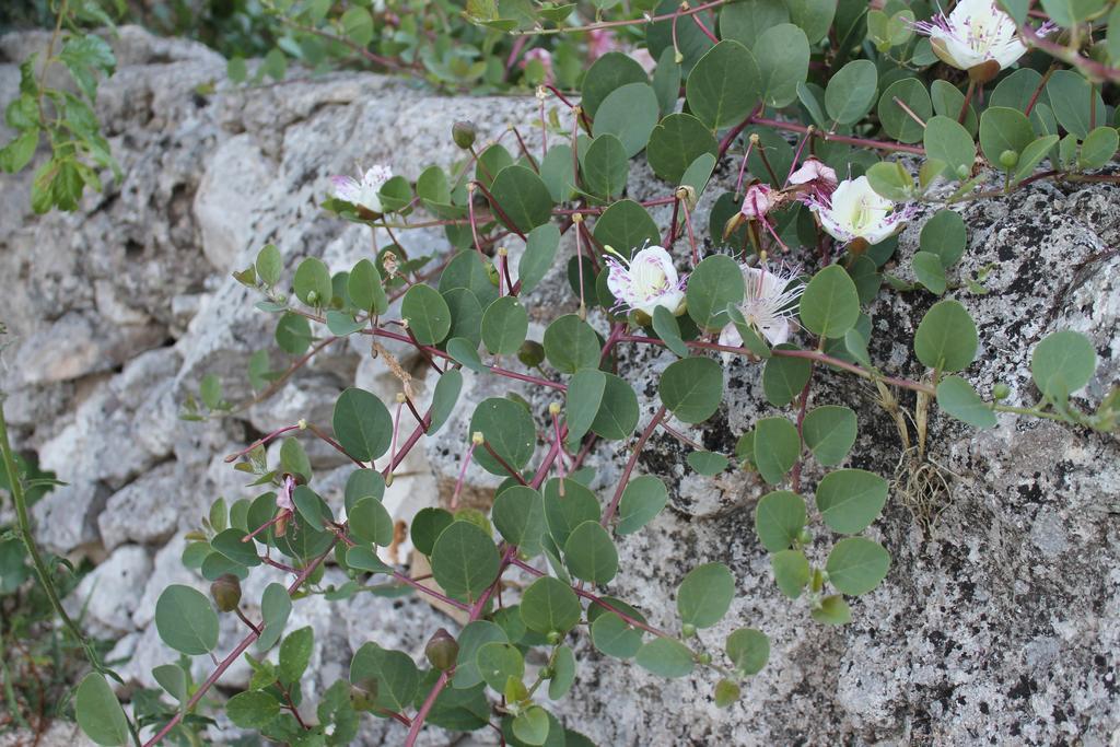 La Casa Del Nonno Acomodação com café da manhã Alberobello Exterior foto